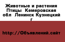 Животные и растения Птицы. Кемеровская обл.,Ленинск-Кузнецкий г.